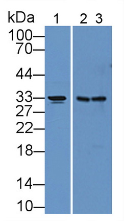 Polyclonal Antibody to Carbonic Anhydrase XII (CA12)