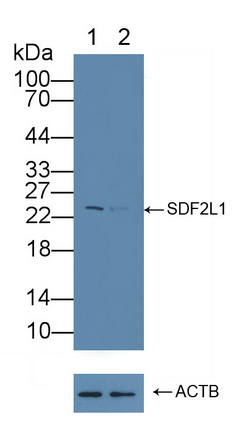 Polyclonal Antibody to Stromal Cell Derived Factor 2 Like Protein 1 (SDF2L1)