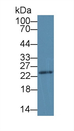 Polyclonal Antibody to Stromal Cell Derived Factor 2 Like Protein 1 (SDF2L1)