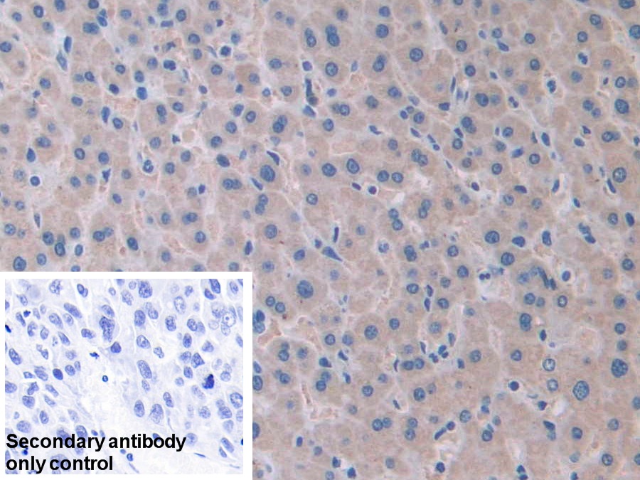 Polyclonal Antibody to Ataxin 10 (ATXN10)