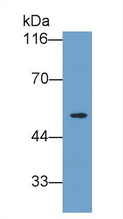 Polyclonal Antibody to Cyclin B (CCNB)