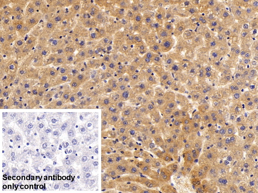 Polyclonal Antibody to Cytochrome P450 1A1 (CYP1A1)