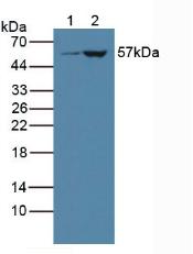 Polyclonal Antibody to Cytochrome P450 3A4 (CYP3A4)