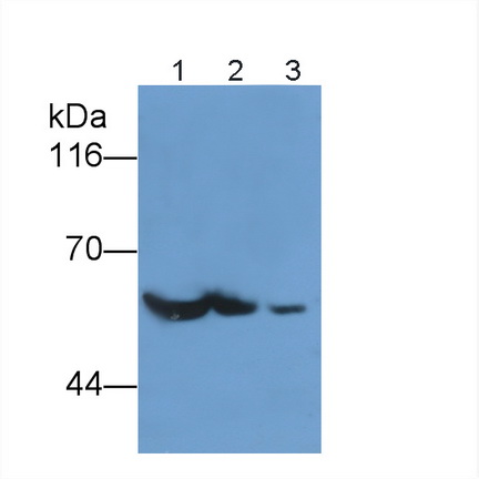 Polyclonal Antibody to Calcium/Calmodulin Dependent Protein Kinase II Alpha (CAMK2a)