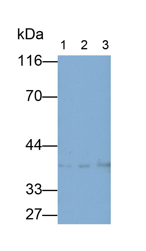 Polyclonal Antibody to Apolipoprotein L (APOL1)