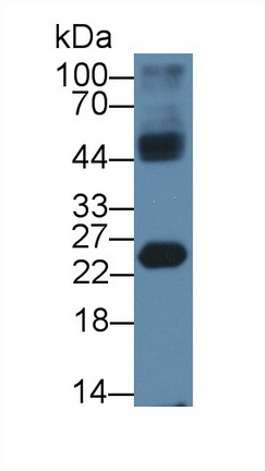 Polyclonal Antibody to High Mobility Group Box Protein 4 (HMGB4)