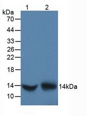 Polyclonal Antibody to D-Dopachrome Tautomerase (DDT)