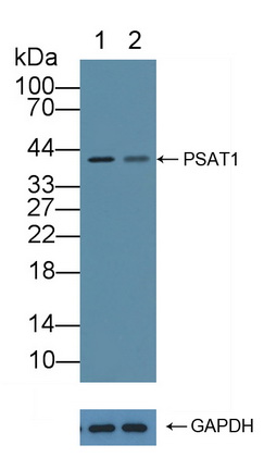 Polyclonal Antibody to Phosphoserine Aminotransferase 1 (PSAT1)