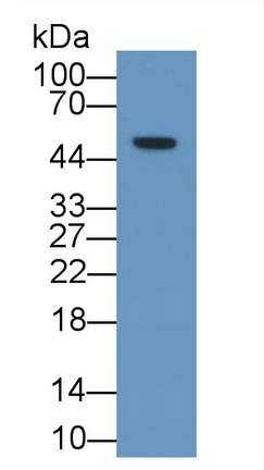 Polyclonal Antibody to Nuclear Receptor Subfamily 0, Group B, Member 1 (NR0B1)