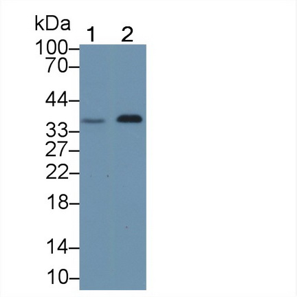 Polyclonal Antibody to Transcription Elongation Factor A1 (TCEA1)