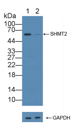 Polyclonal Antibody to Serine Hydroxymethyltransferase 2, Mitochondrial (SHMT2)