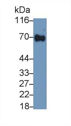 Polyclonal Antibody to Solute Carrier Family 3, Member 2 (SLC3A2)