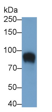 Polyclonal Antibody to Solute Carrier Family 3, Member 2 (SLC3A2)