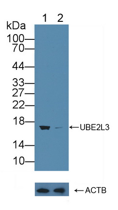 Polyclonal Antibody to Ubiquitin Conjugating Enzyme E2L3 (UBE2L3)