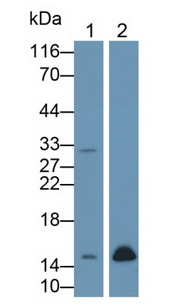 Polyclonal Antibody to FK506 Binding Protein 1B (FKBP1B)