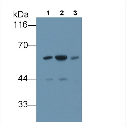 Polyclonal Antibody to FK506 Binding Protein 5 (FKBP5)