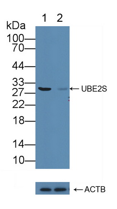 Polyclonal Antibody to Ubiquitin Conjugating Enzyme E2S (UBE2S)