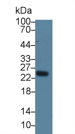 Polyclonal Antibody to Regenerating Islet Derived Protein 3 Alpha (REG3a)