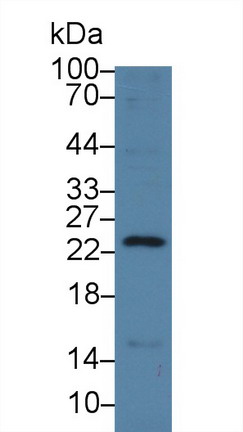 Polyclonal Antibody to Regenerating Islet Derived Protein 3 Gamma (REG3g)
