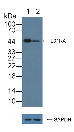 Polyclonal Antibody to Interleukin 31 Receptor A (IL31RA)