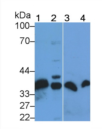Polyclonal Antibody to Annexin A4 (ANXA4)