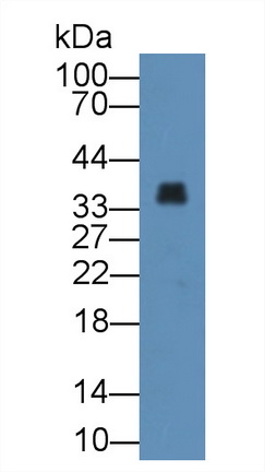 Polyclonal Antibody to Annexin A3 (ANXA3)