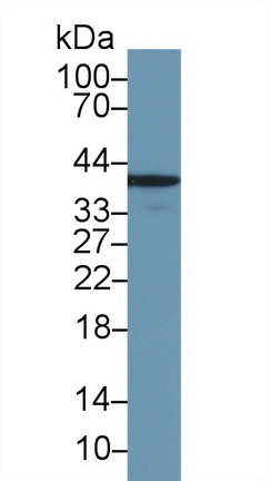 Polyclonal Antibody to Annexin A1 (ANXA1)