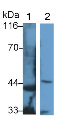 Polyclonal Antibody to Sirtuin 3 (SIRT3)