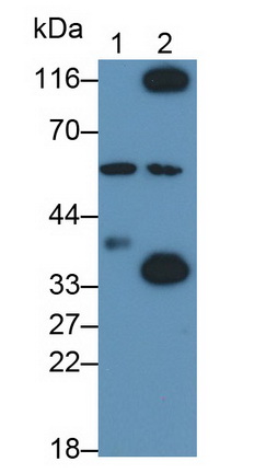 Polyclonal Antibody to Sirtuin 4 (SIRT4)