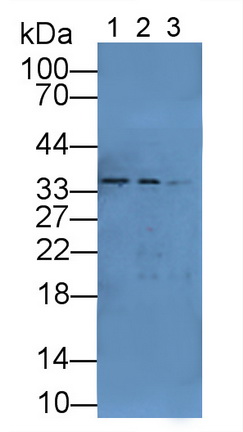 Polyclonal Antibody to Sirtuin 6 (SIRT6)