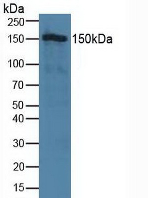 Polyclonal Antibody to Tight Junction Protein 2 (TJP2)