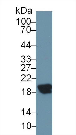 Polyclonal Antibody to Complexin 2 (CPLX2)