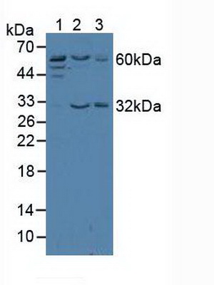 Polyclonal Antibody to Telomeric Repeat Binding Factor 2 (TERF2)