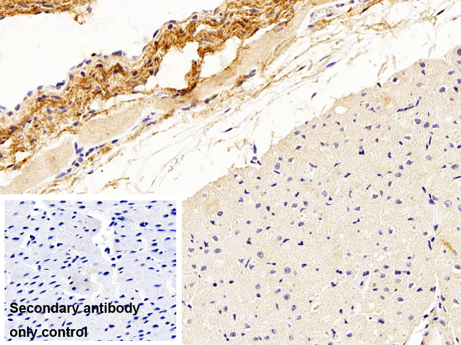 Polyclonal Antibody to Microfibrillar Associated Protein 4 (MFAP4)