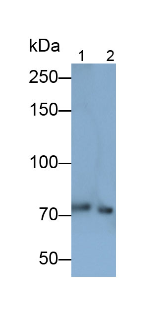 Polyclonal Antibody to Retinitis Pigmentosa GTPase Regulator Interacting Protein 1 (RPGRIP1)