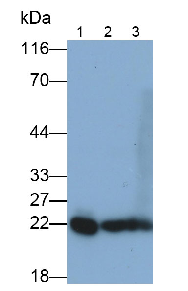 Polyclonal Antibody to Peroxiredoxin 2 (PRDX2)