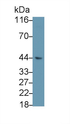 Polyclonal Antibody to Secreted Frizzled Related Protein 4 (SFRP4)