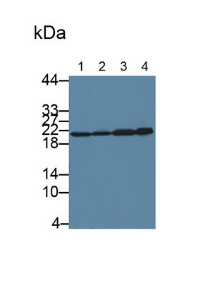 Polyclonal Antibody to S-Phase Kinase Associated Protein 1 (SKP1)