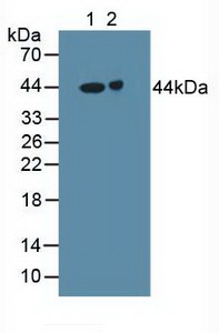 Polyclonal Antibody to Gamma-Aminobutyric Acid A Receptor Alpha 2 (gABRa2)