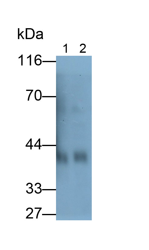 Polyclonal Antibody to ADP Ribosyltransferase 1 (ART1)