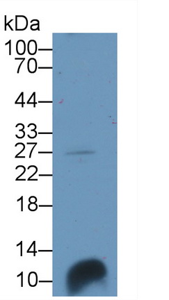 Polyclonal Antibody to Secretoglobin Family 3A, Member 1 (SCGB3A1)
