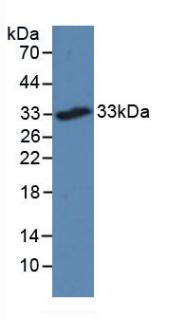 Polyclonal Antibody to Triggering Receptor Expressed On Myeloid Cells 2 (TREM2)