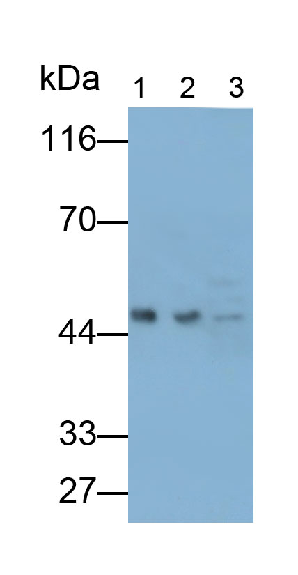 Polyclonal Antibody to Tropomodulin 3 (TMOD3)