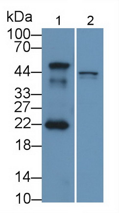 Polyclonal Antibody to Mdm2 p53 Binding Protein Homolog (MDM2)