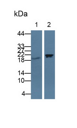 Polyclonal Antibody to Cold Inducible RNA Binding Protein (CIRBP)