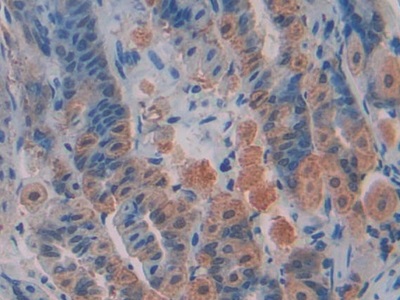 Polyclonal Antibody to Transcription Factor A, Mitochondrial (TFAM)
