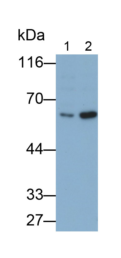 Polyclonal Antibody to Serine Palmitoyltransferase, Long Chain Base Subunit 3 (SPTLC3)