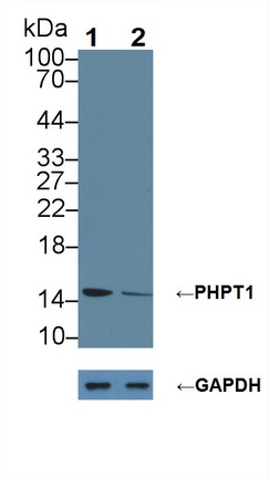 Polyclonal Antibody to Phosphohistidine Phosphatase 1 (PHPT1)