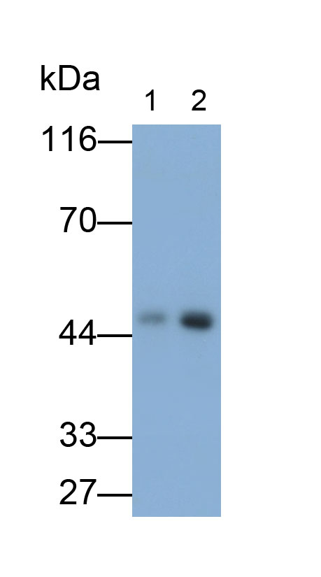 Polyclonal Antibody to Paired Box Gene 5 (PAX5)