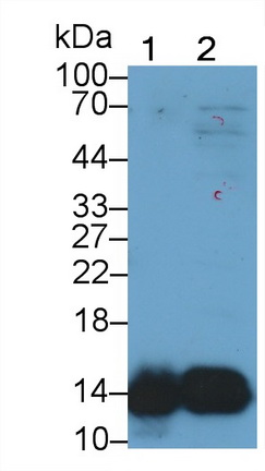 Polyclonal Antibody to Cystatin B (CSTB)